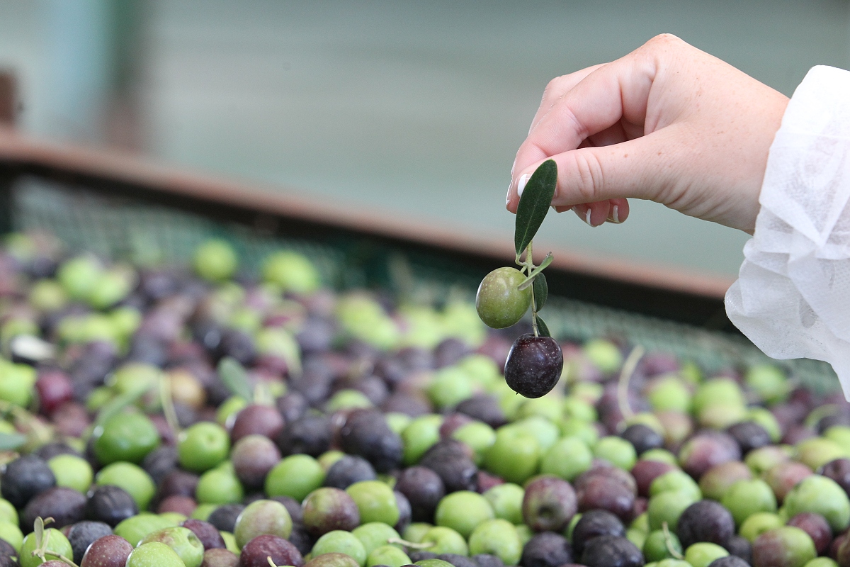 Čerstvě sklizené olivy