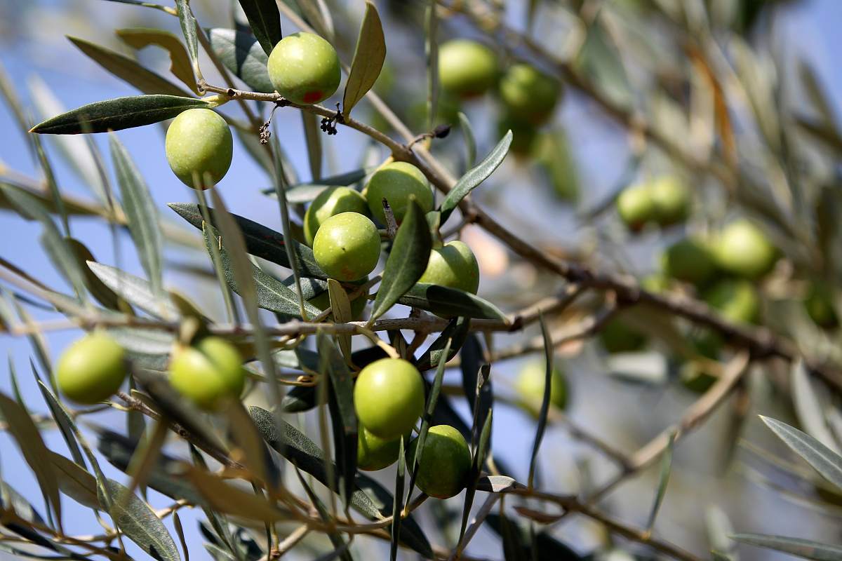 Olivy na olivovníku
