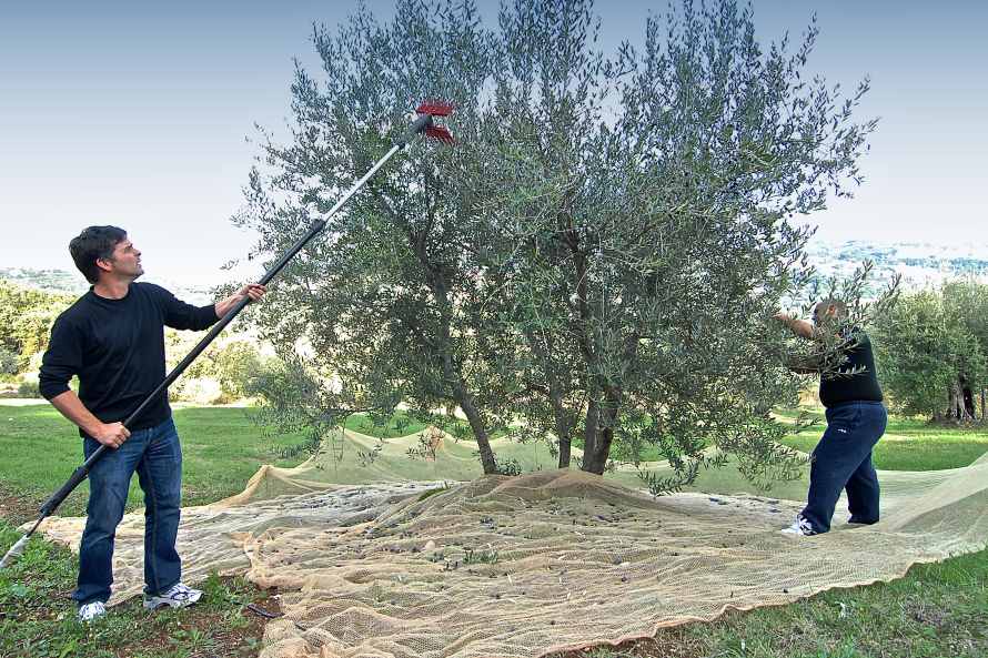 Sběr oliv z olivovníku